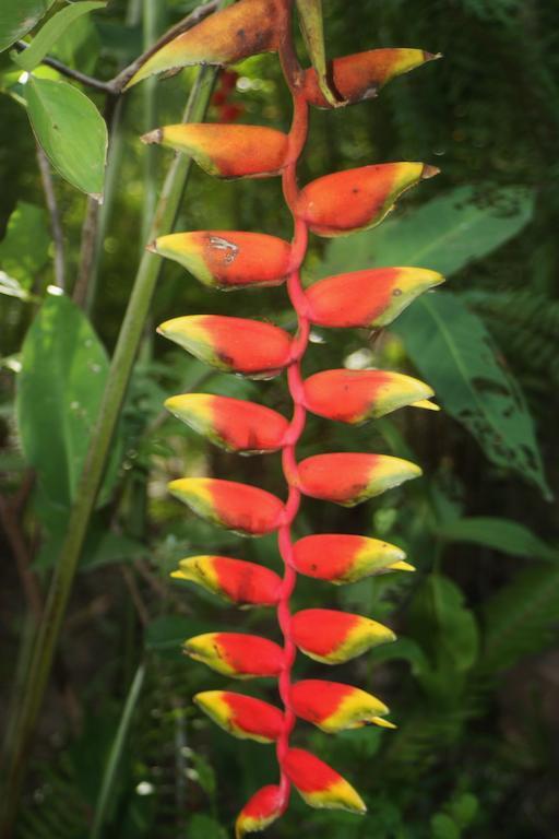 Готель Botanica Кеп Екстер'єр фото